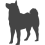 Americká akita_var01