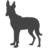 Ibizský podenco_var01