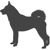 Karelský medvědí pes