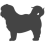 Shihtzu_var02