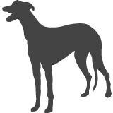 Anglický chrt - Greyhound