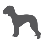 Bedlington terier_var02