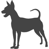 Trpasličí pinč_var01