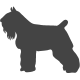 Flanderský bouvier_var01