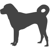 Anatolský pastevecký pes_var01