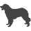 Leonberger_var01