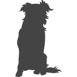 Border kolie_var02
