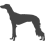 Saluki - Perský chrt_var01