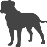 Bullmastif_var01