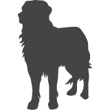 Zlatý retrívr_var03