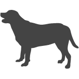 Labradorský retrívr_var01