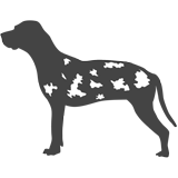Louisianský leopardí pes_var01