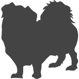 Tibetský španěl_var01